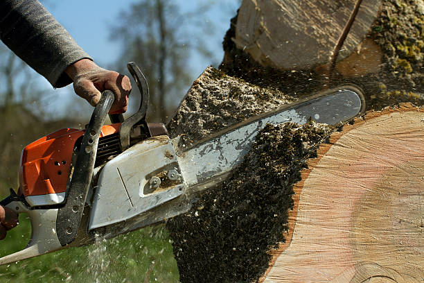 Best Tree Removal  in Basalt, CO